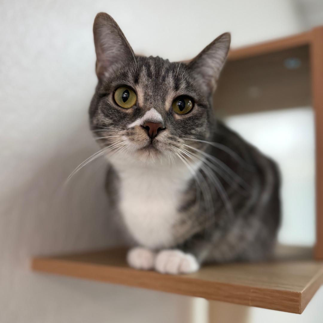 Simone, a Adoptable mixed breed in Morgan Hill, CA image 6/6