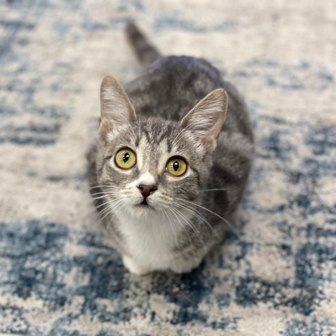 Simone