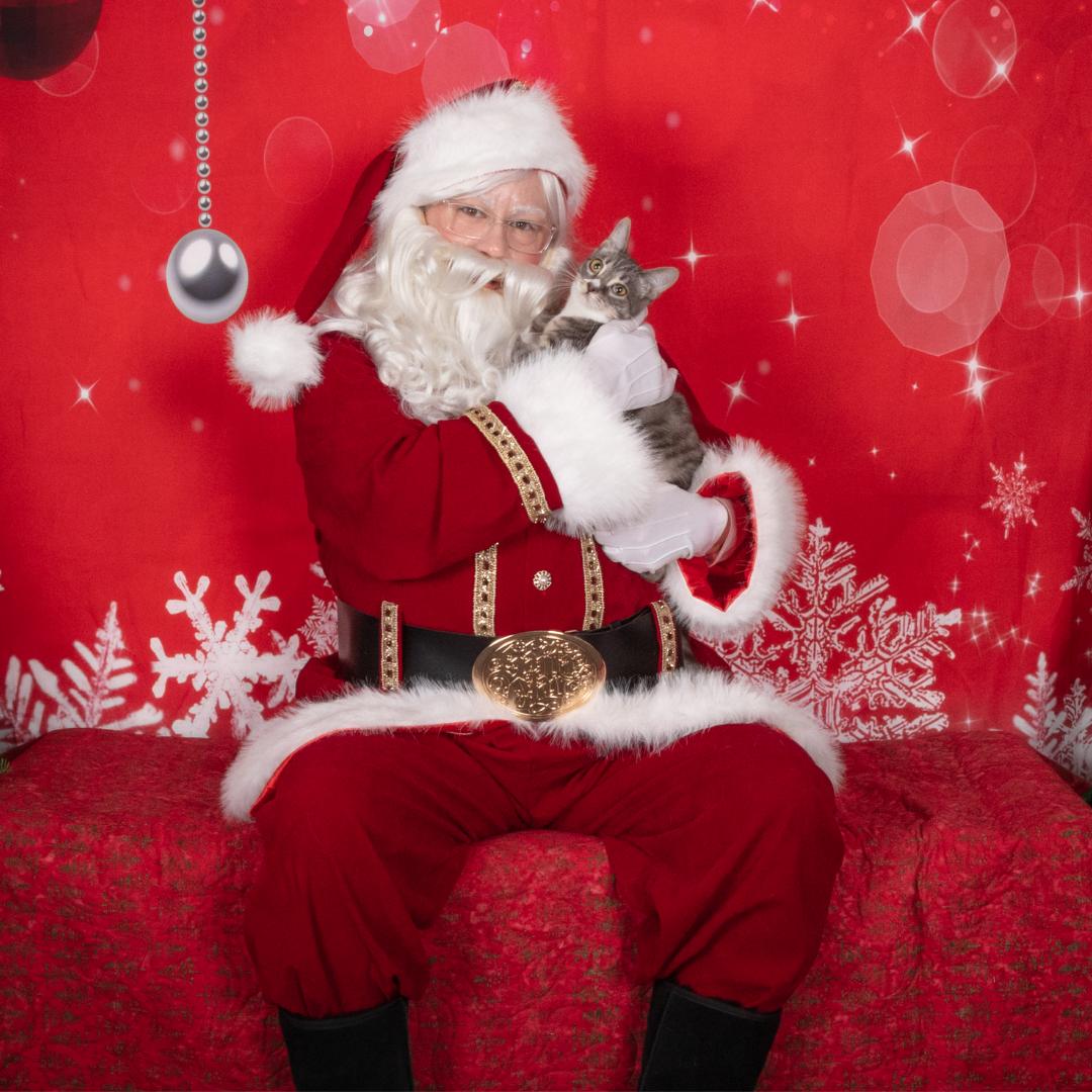 Enlarge Simone, a Adoptable mixed breed in Morgan Hill, CA image 1/6