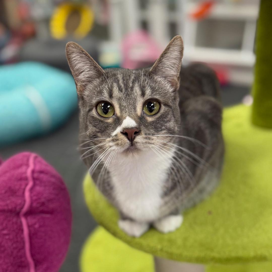 Simone, Adoptable, Kitten Female Tabby & Domestic Short Hair.