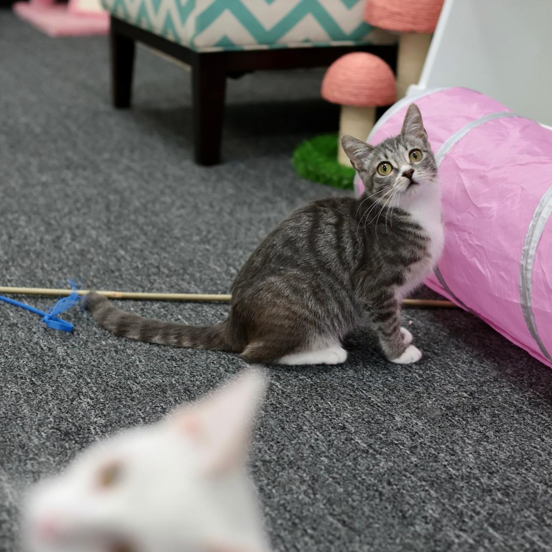 Simone, a Adoptable mixed breed in Morgan Hill, CA image 5/6