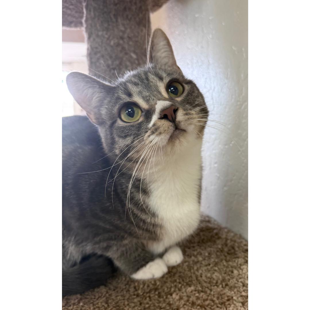 Simone, a Adoptable mixed breed in Morgan Hill, CA image 3/6