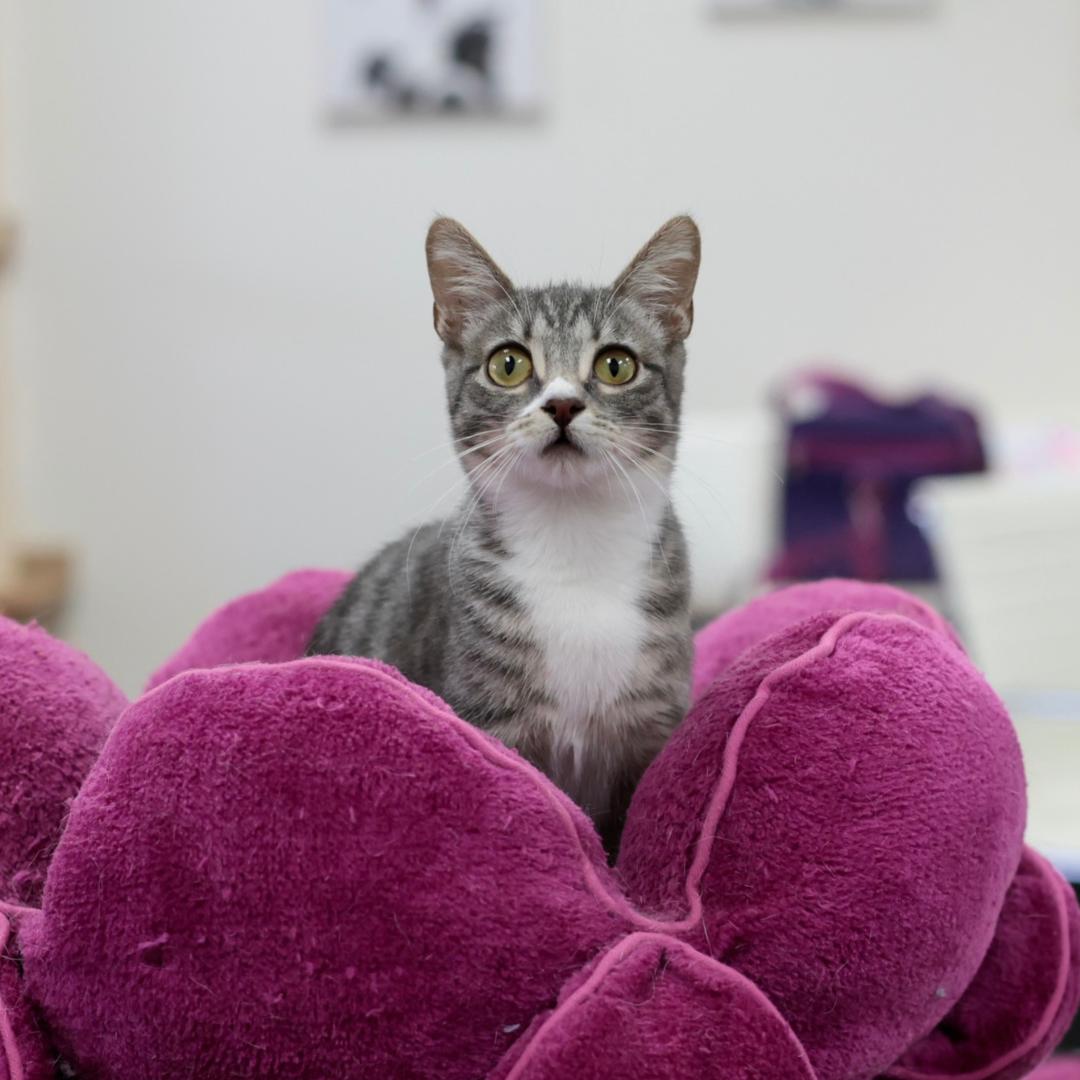 Simone, a Adoptable mixed breed in Morgan Hill, CA image 6/6