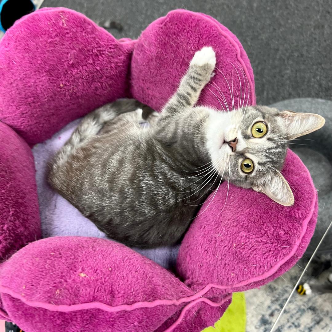 Simone, Adoptable, Kitten Female Tabby & Domestic Short Hair.