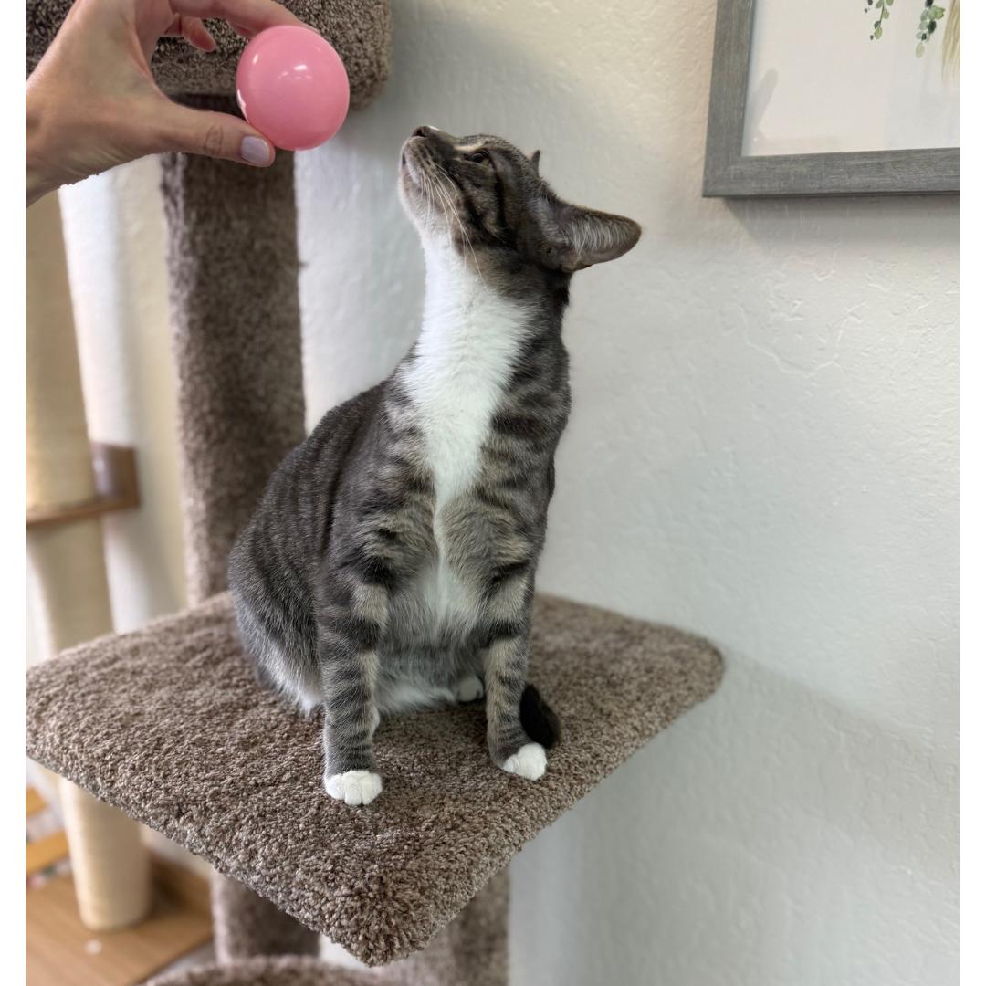 Simone, a Adoptable mixed breed in Morgan Hill, CA image 2/6