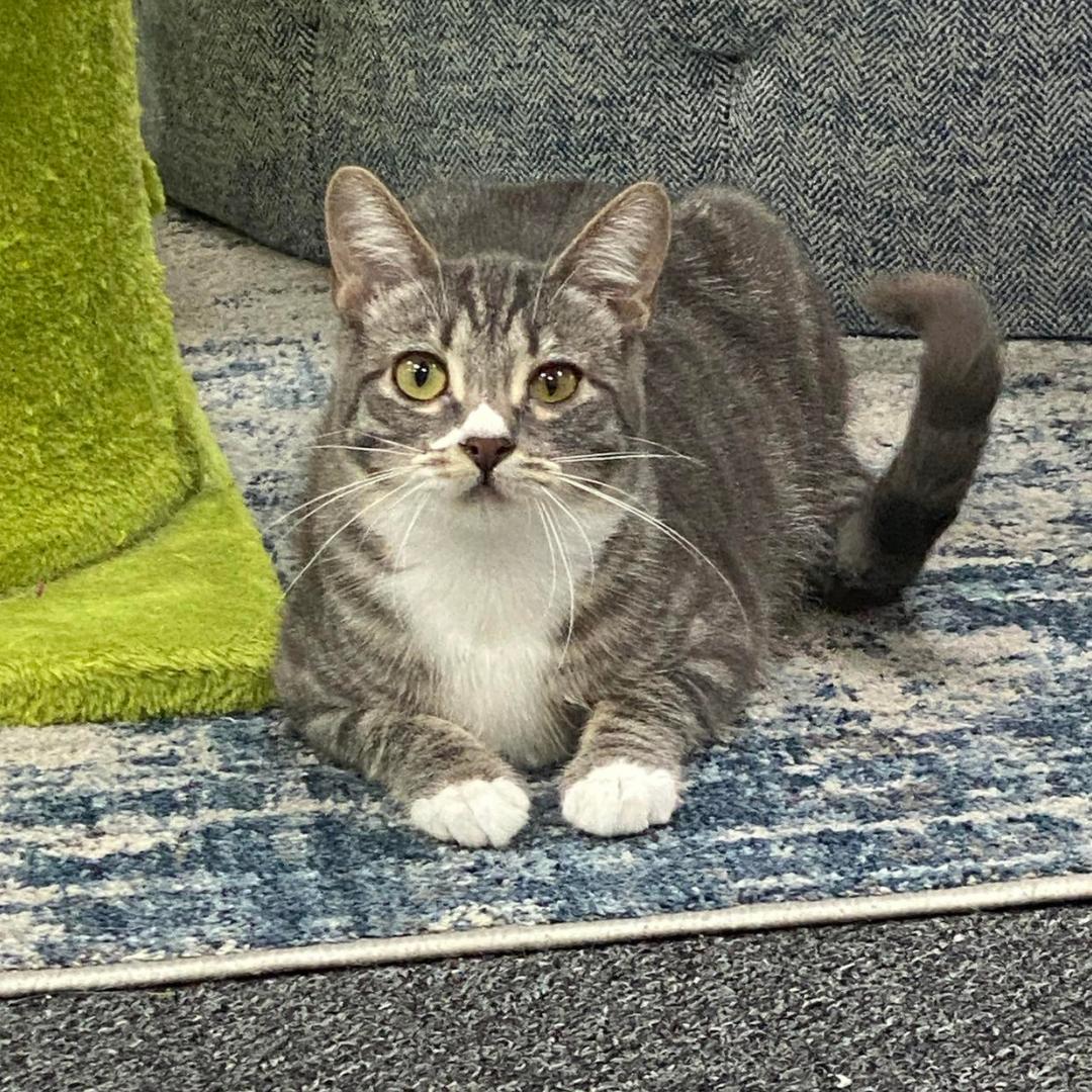 Simone, a Adoptable mixed breed in Morgan Hill, CA image 3/6