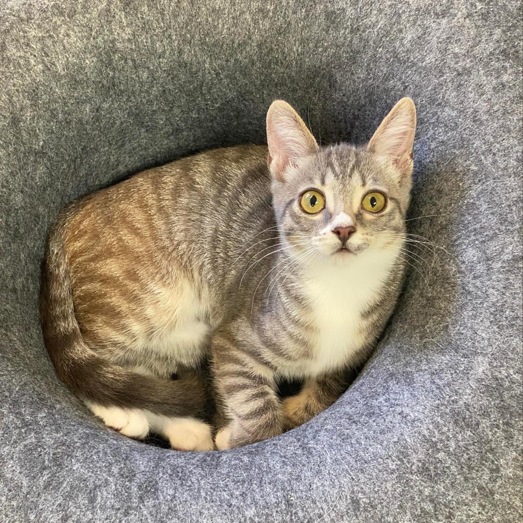 Simone, a Adoptable mixed breed in Morgan Hill, CA image 4/6