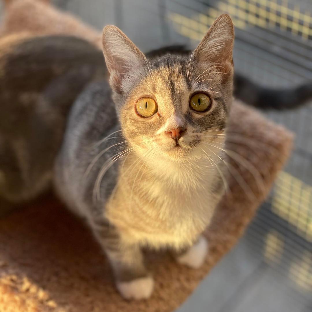 Simone