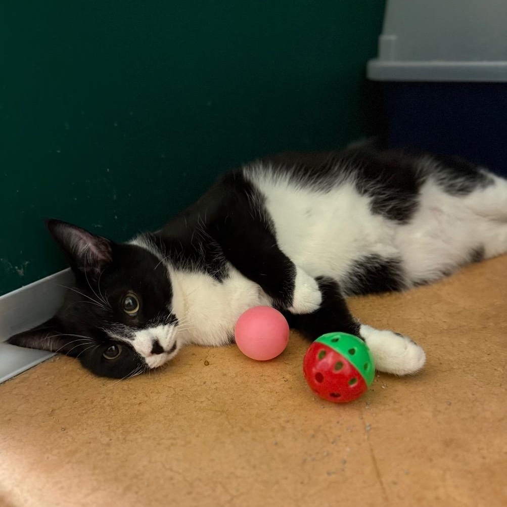 Remus, a Adoptable Domestic Short Hair in Thayne, WY image 2/2