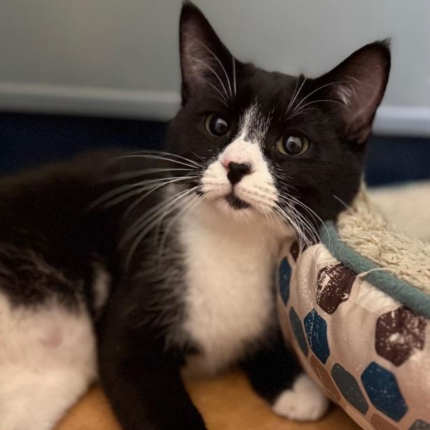 Remus, a Adoptable Domestic Short Hair in Thayne, WY image 1/2