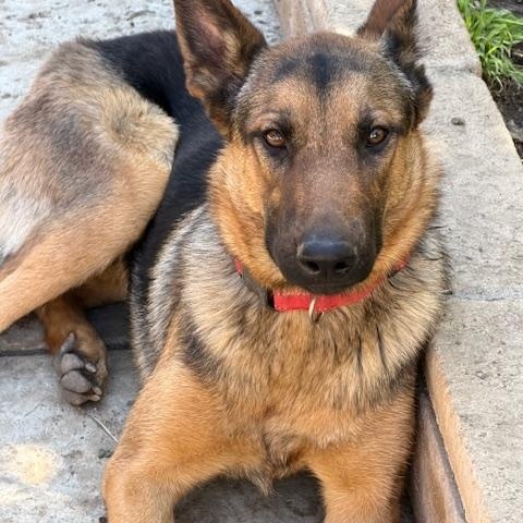 Sue, ADOPTABLE, Puppy Female Belgian Shepherd / Malinois.