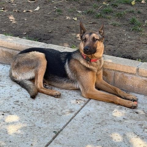 Enlarge Sue, a ADOPTABLE mixed breed in Beverly Hills, CA image 2/2