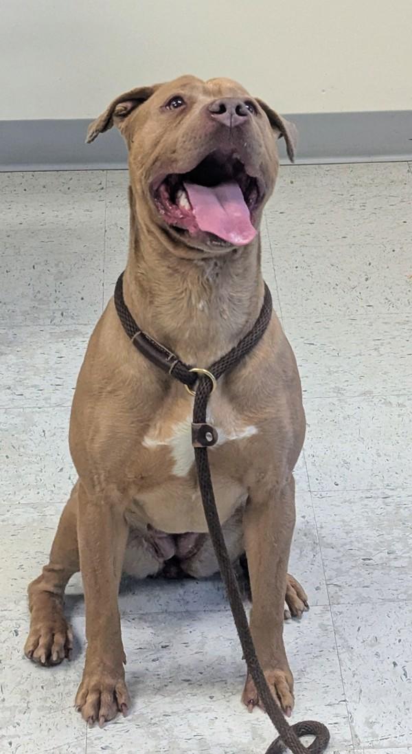 Enlarge Dior, a Adoptable mixed breed in Salt Lake City, UT image 1/1