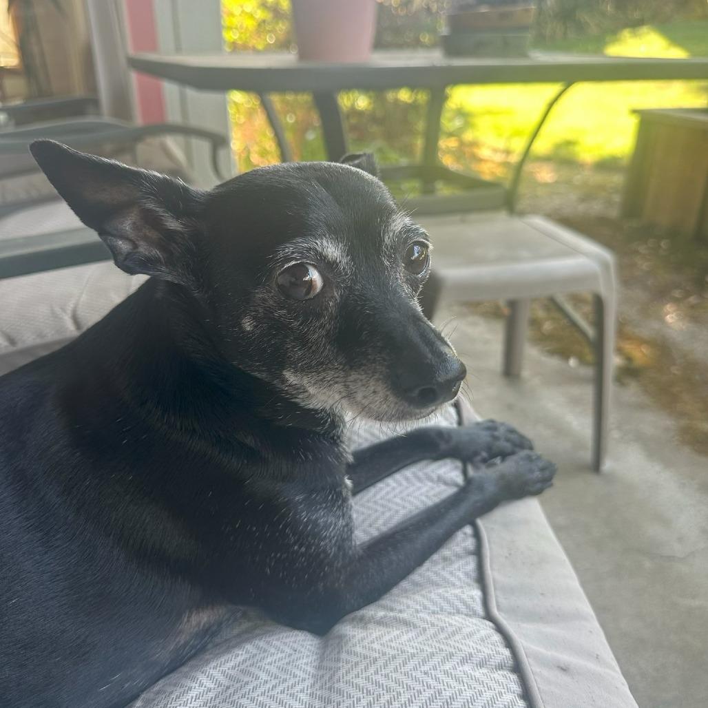 Rosie, Adoptable, Senior Female Chihuahua & Mixed Breed.