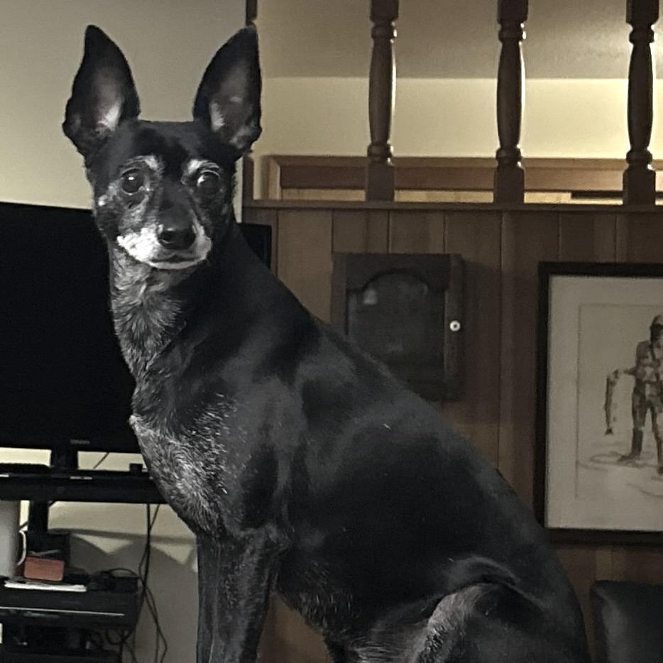 Enlarge Rosie, a Adoptable mixed breed in Corvallis, OR image 2/3