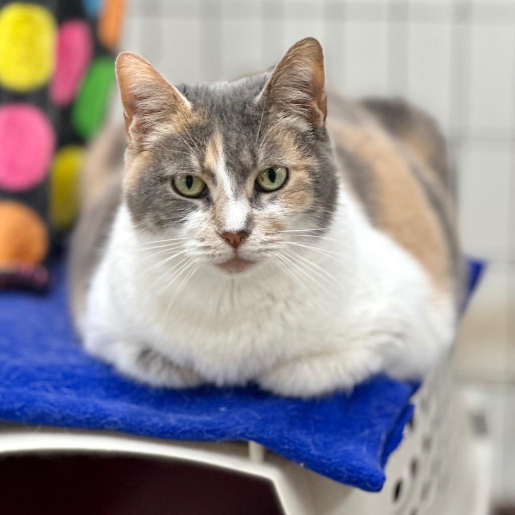 Enlarge Blue, a Adoptable Domestic Short Hair in East Smithfield , PA image 1/6