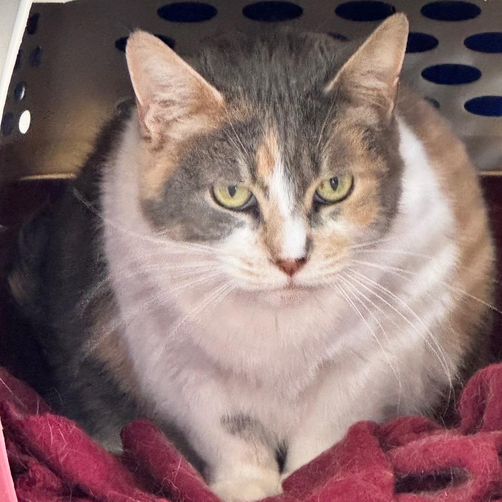 Enlarge Blue, a Adoptable Domestic Short Hair in East Smithfield , PA image 2/6