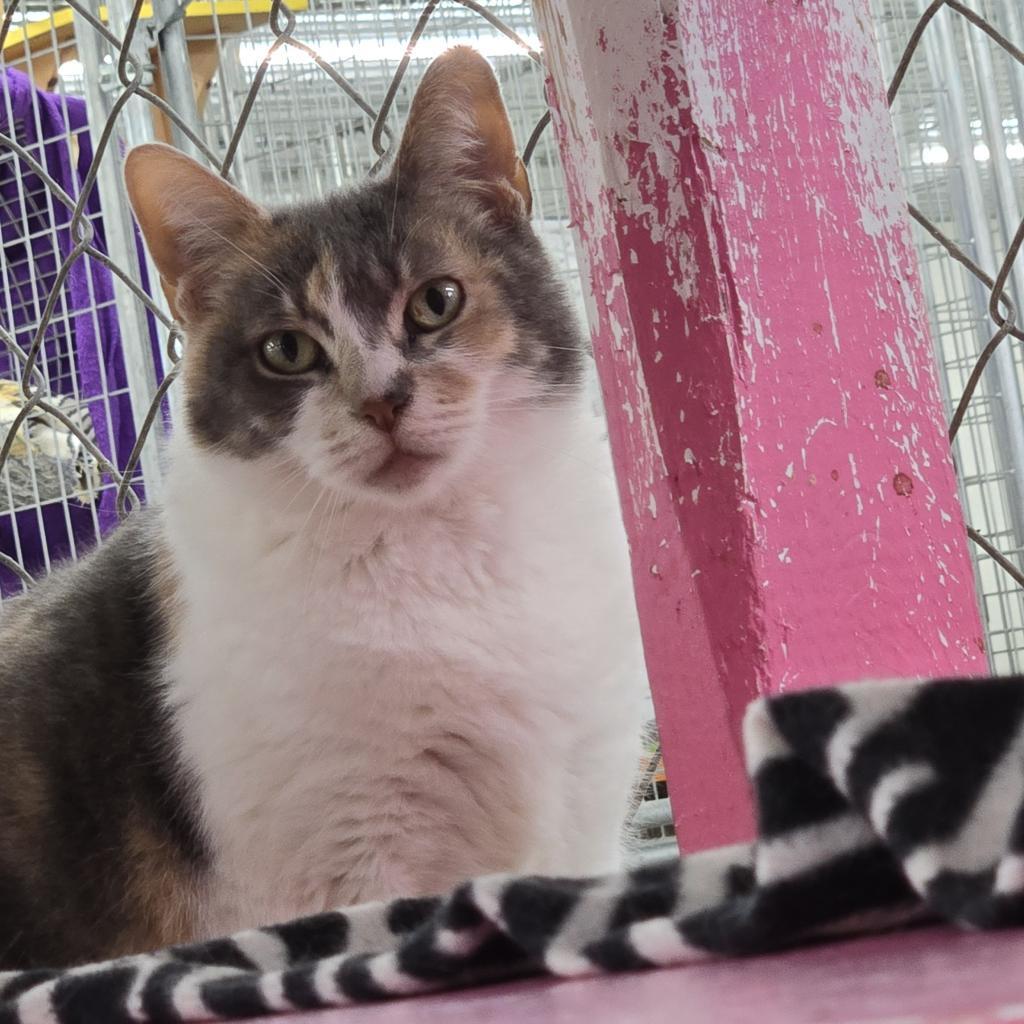 Enlarge Blue, a Adoptable Domestic Short Hair in East Smithfield , PA image 3/6