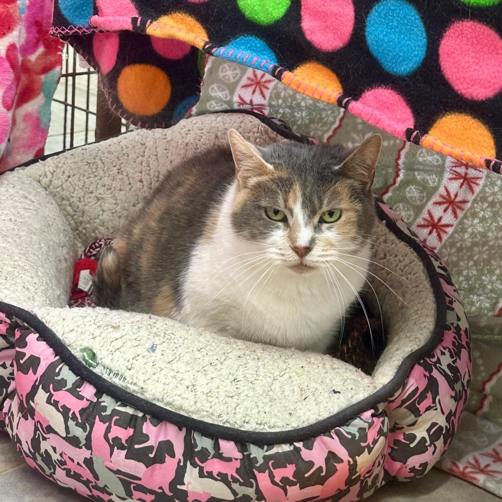 Enlarge Blue, a Adoptable Domestic Short Hair in East Smithfield , PA image 4/6