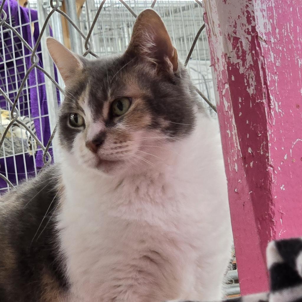 Enlarge Blue, a Adoptable Domestic Short Hair in East Smithfield , PA image 4/6