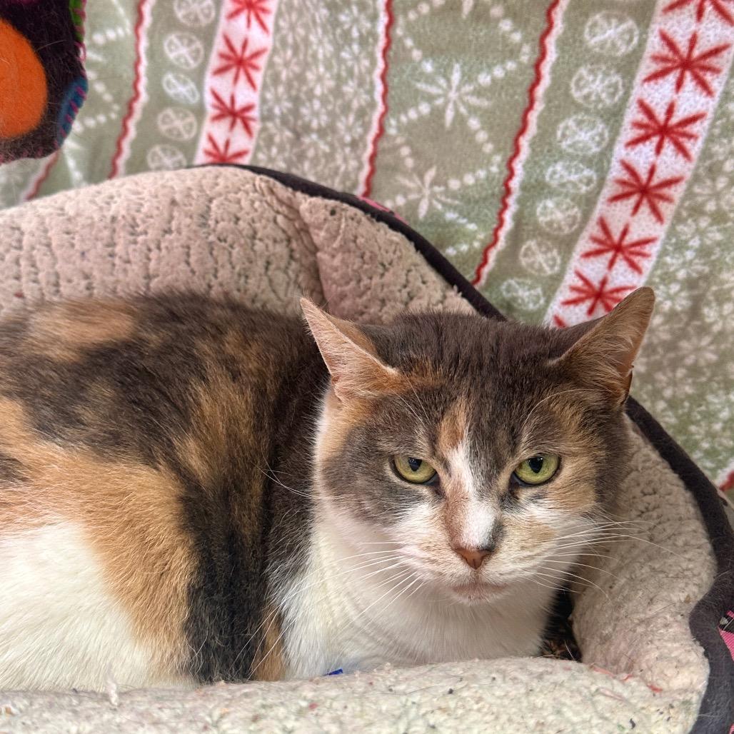 Enlarge Blue, a Adoptable Domestic Short Hair in East Smithfield , PA image 5/6