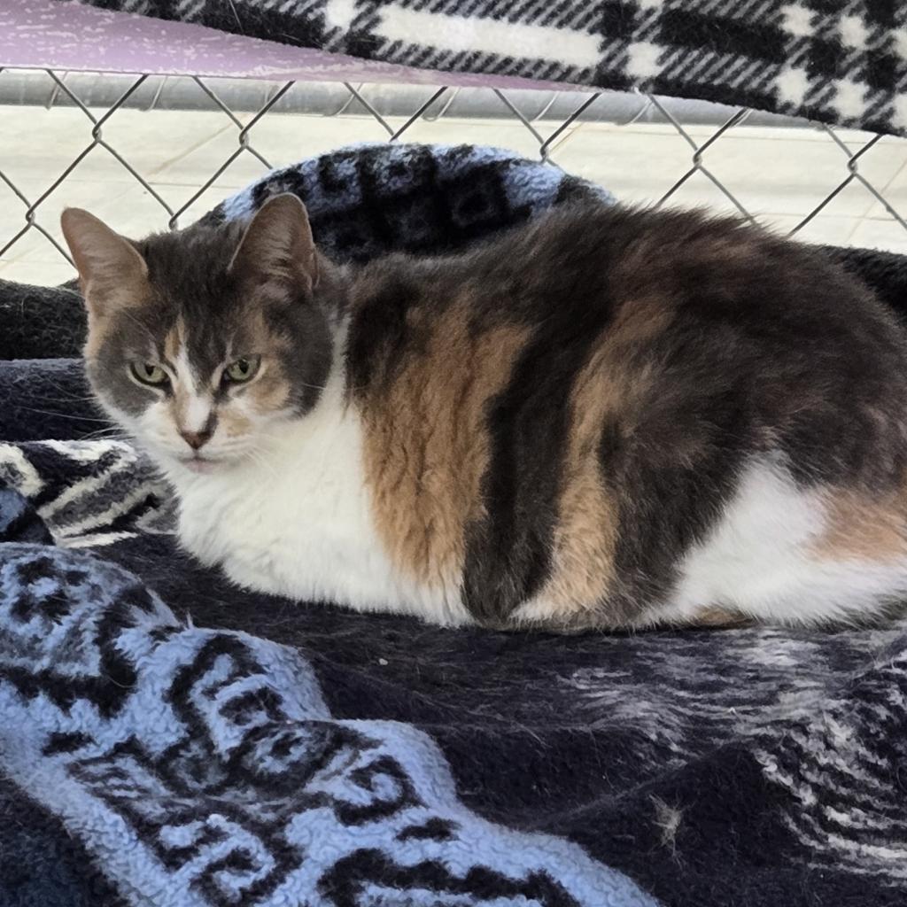 Enlarge Blue, a Adoptable Domestic Short Hair in East Smithfield , PA image 6/6