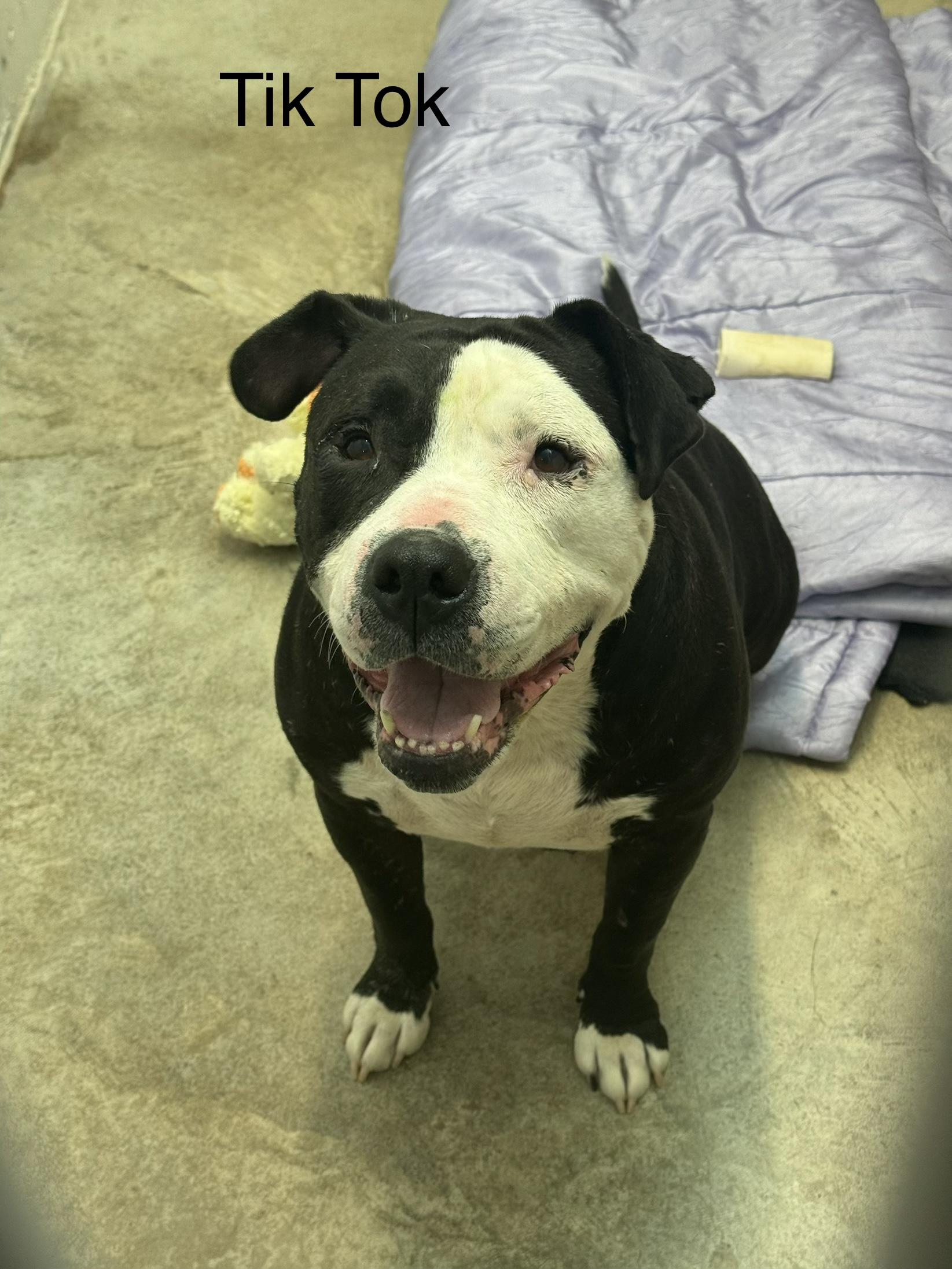 Enlarge Tik Tok, a Adoptable Staffordshire Bull Terrier in Ulster, PA image 1/1