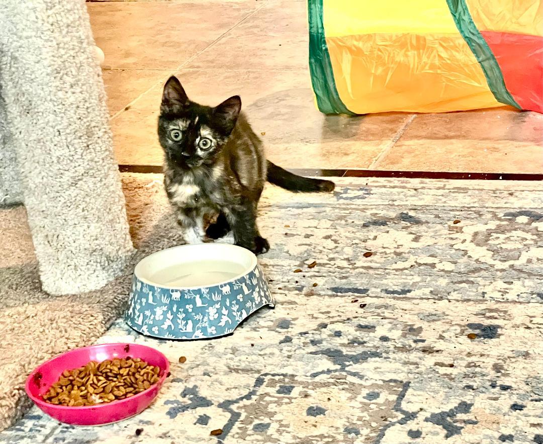 Butterscotch, Adoptable, Kitten Female Tortoiseshell.