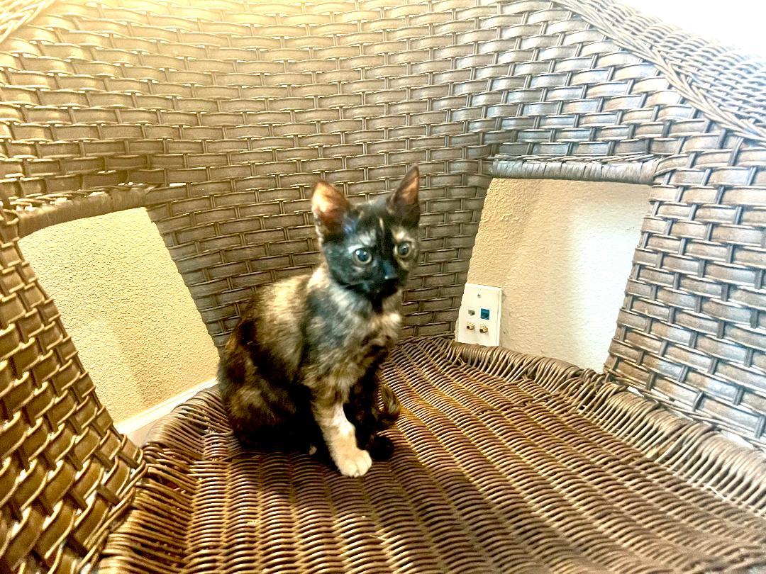 Enlarge Butterscotch, a Adoptable Tortoiseshell in Gilroy, CA image 2/3