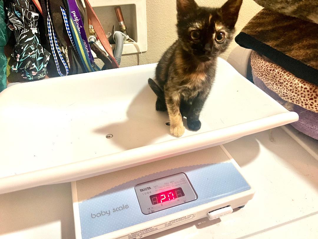 Enlarge Butterscotch, a Adoptable Tortoiseshell in Gilroy, CA image 3/3