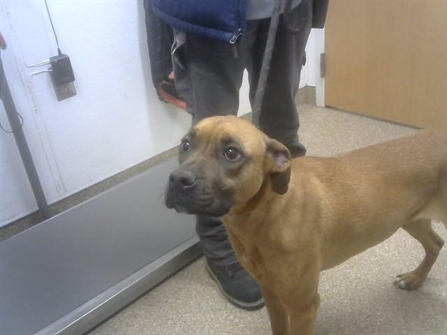 JERRIE, Adoptable, Young Female Boxer & Mixed Breed.