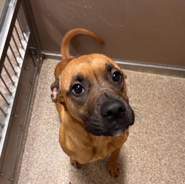 JERRIE, Adoptable, Young Female Boxer & Mixed Breed.