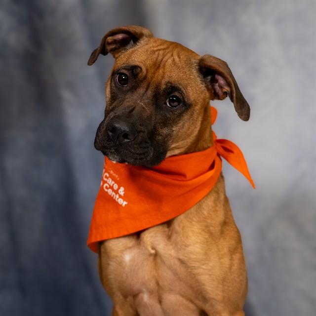 JERRIE, Adoptable, Young Female Boxer & Mixed Breed.