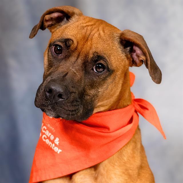 JERRIE, Adoptable, Young Female Boxer & Mixed Breed.