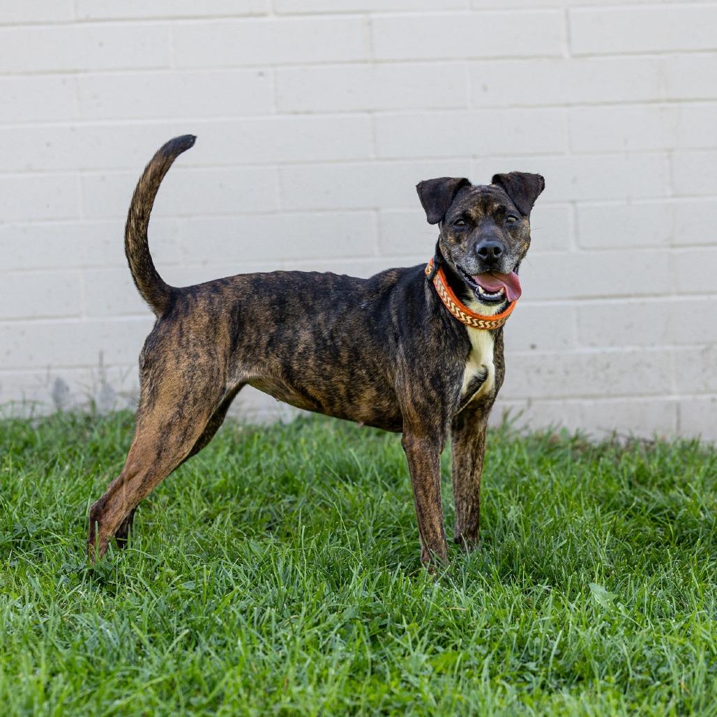 Kiki, a Adoptable Mixed Breed in Council Bluffs, IA image 2/4