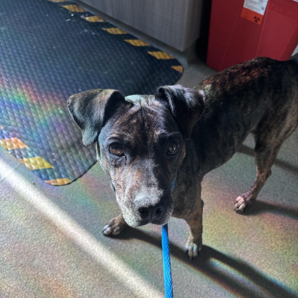 Kiki, a Adoptable Mixed Breed in Council Bluffs, IA image 4/4