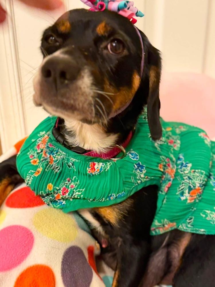 Bailey, Adoptable, Young Female Hound.