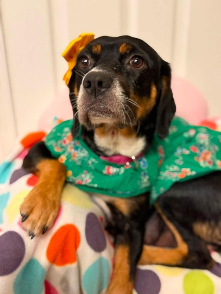 Enlarge Bailey, a Adoptable mixed breed in Scranton, PA image 2/2
