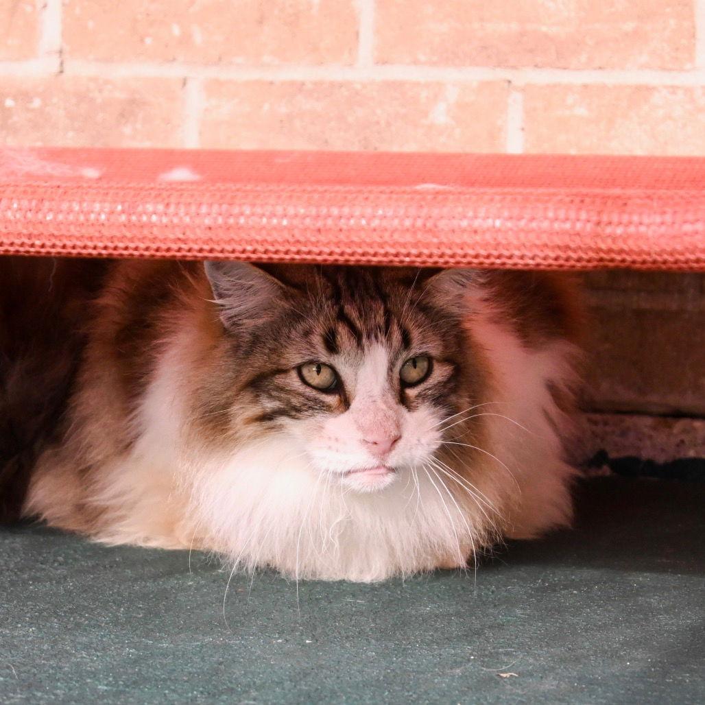 Enlarge Sven, a Adoptable Domestic Long Hair in Dallas, TX image 2/3