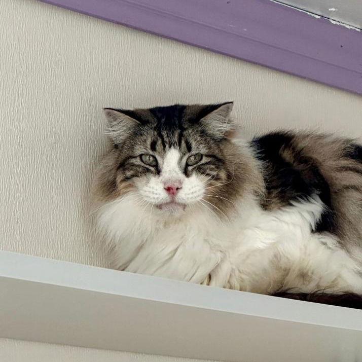 Sven, Adoptable, Senior Male Domestic Long Hair.