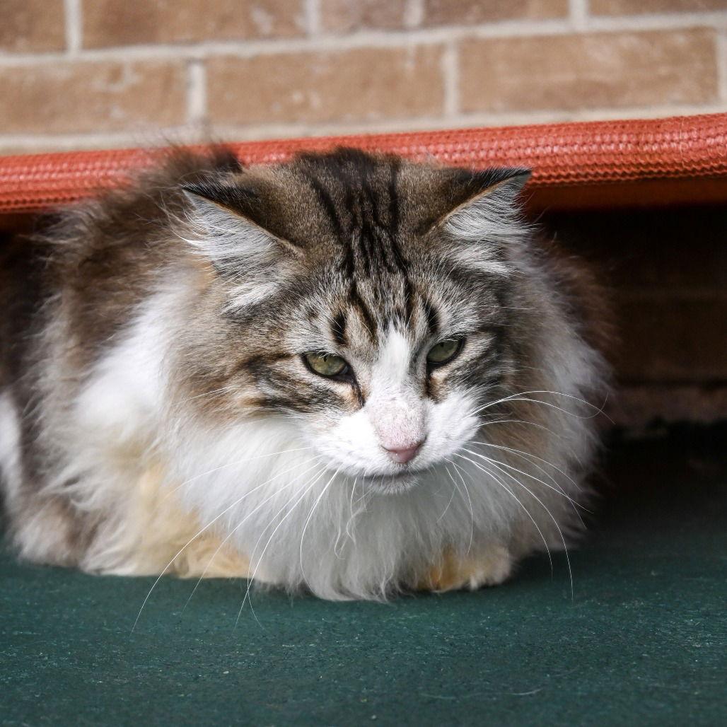 Enlarge Sven, a Adoptable Domestic Long Hair in Dallas, TX image 3/3