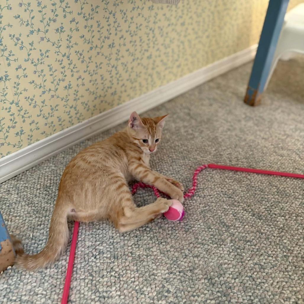 Oak, Adoptable, Kitten Female Domestic Short Hair.