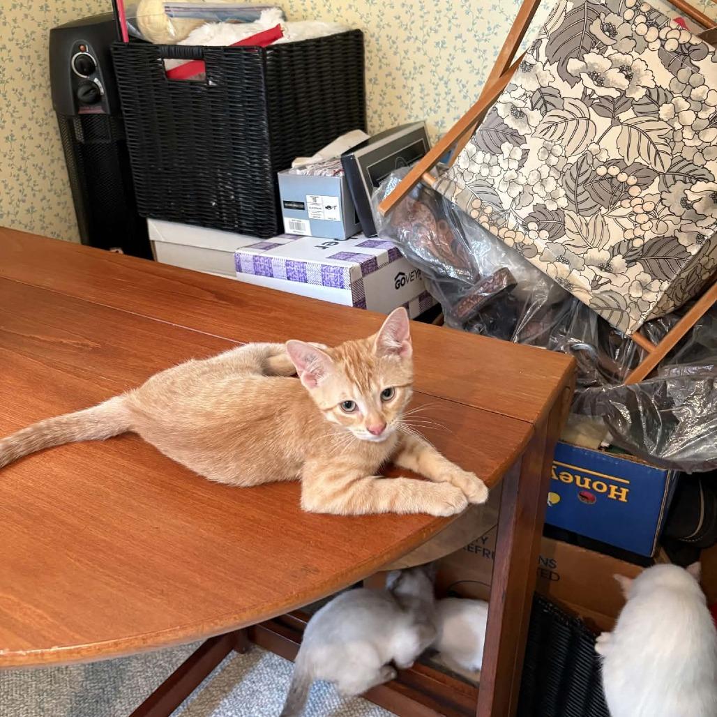 Enlarge Oak, a Adoptable Domestic Short Hair in Abbotsford, BC image 5/6