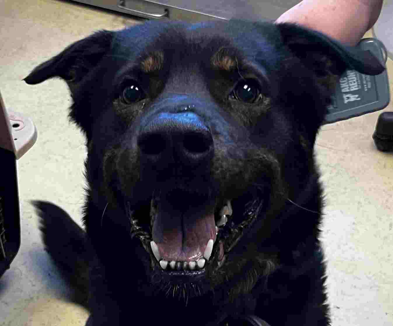 Enlarge Remington, a ADOPTABLE mixed breed in New Castle, IN image 1/1