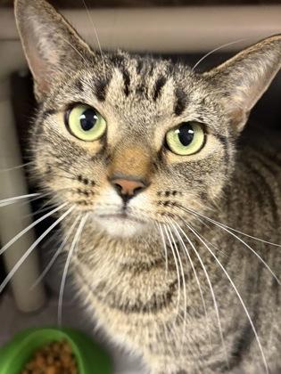 Enlarge Nikki, a Adoptable mixed breed in North Myrtle Beach, SC image 4/6