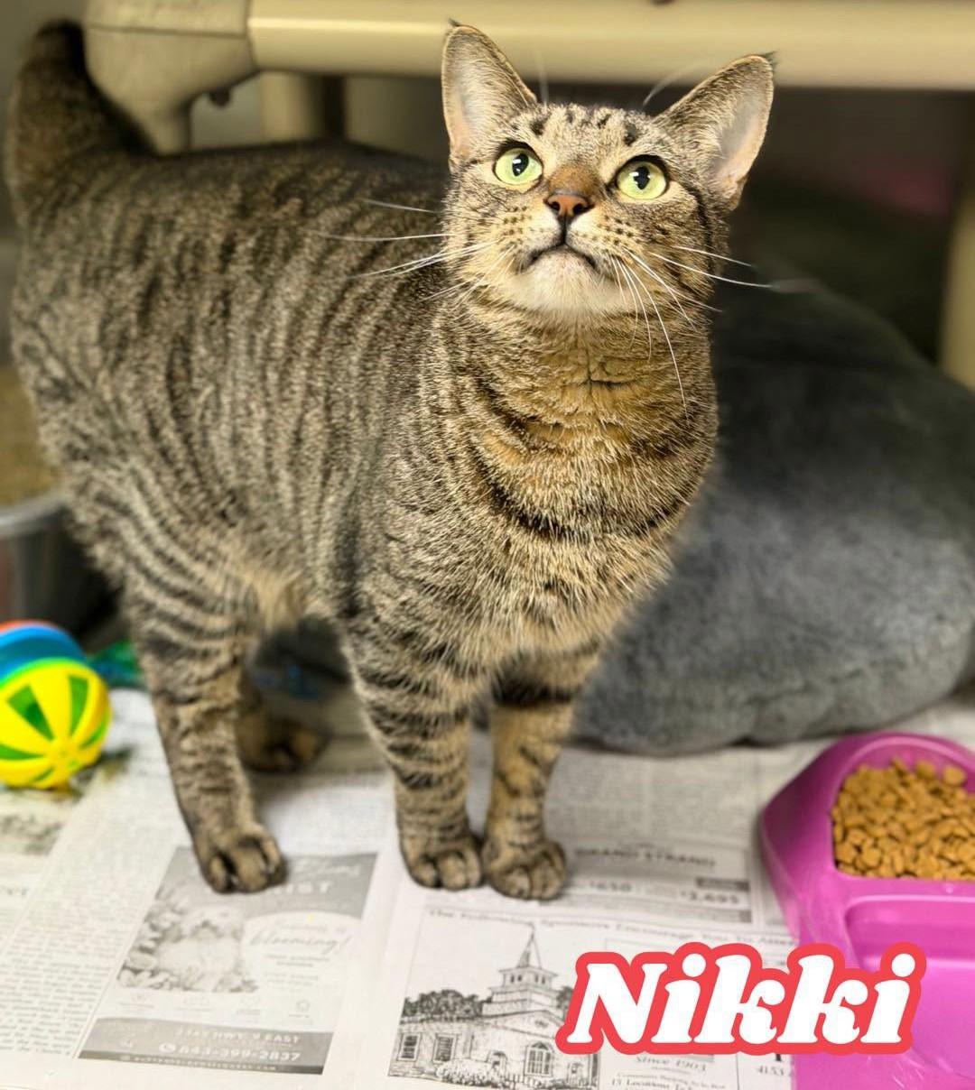 Enlarge Nikki, a Adoptable mixed breed in North Myrtle Beach, SC image 3/6