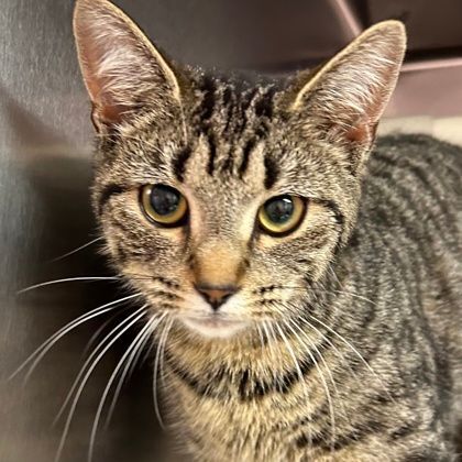 Nikki, Adoptable, Adult Female Domestic Short Hair.
