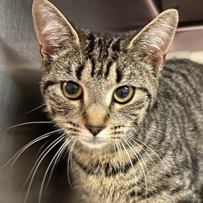 Enlarge Nikki, a Adoptable mixed breed in North Myrtle Beach, SC image 6/6