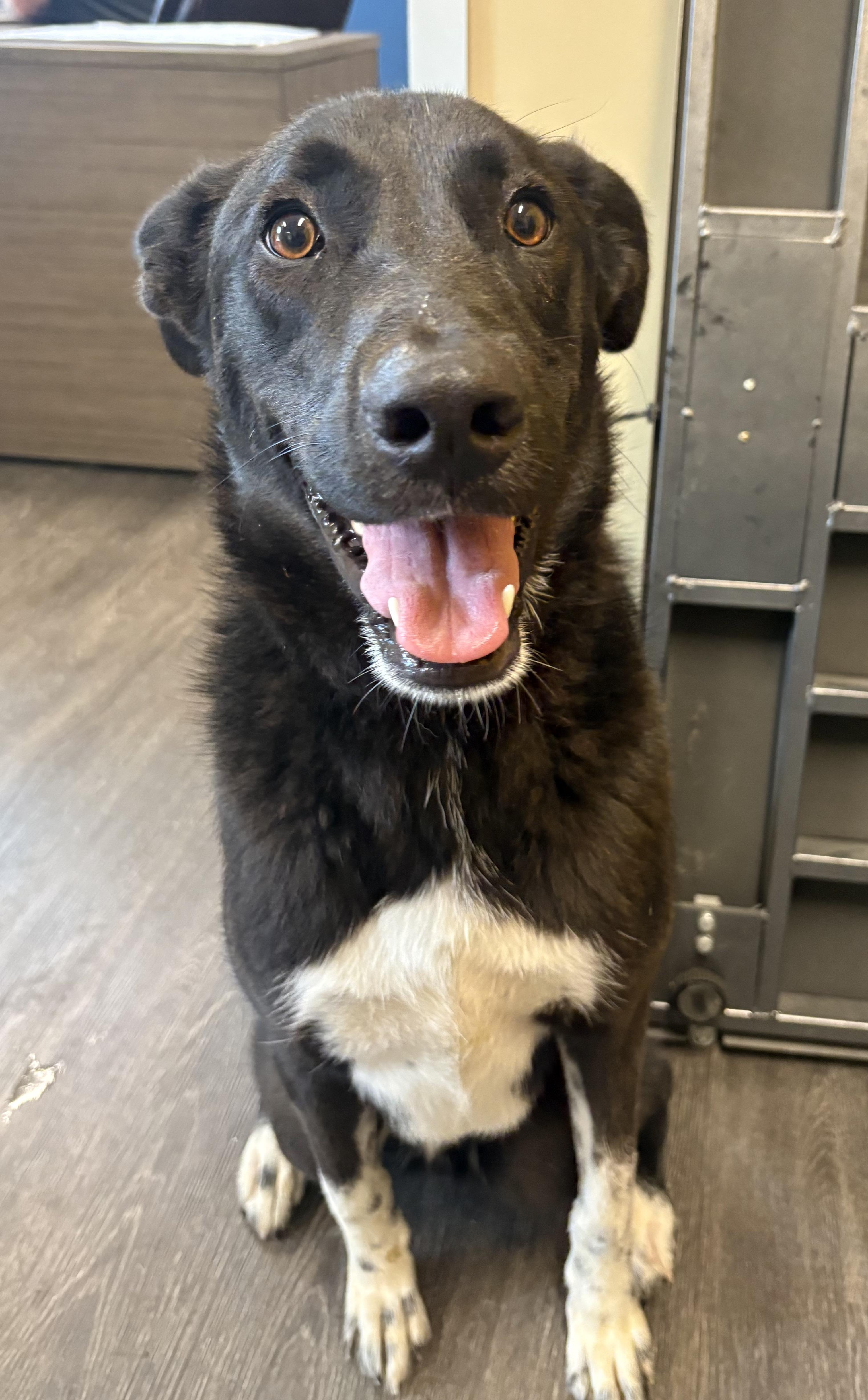 Enlarge Orion, a ADOPTABLE mixed breed in Webster, TX image 1/2