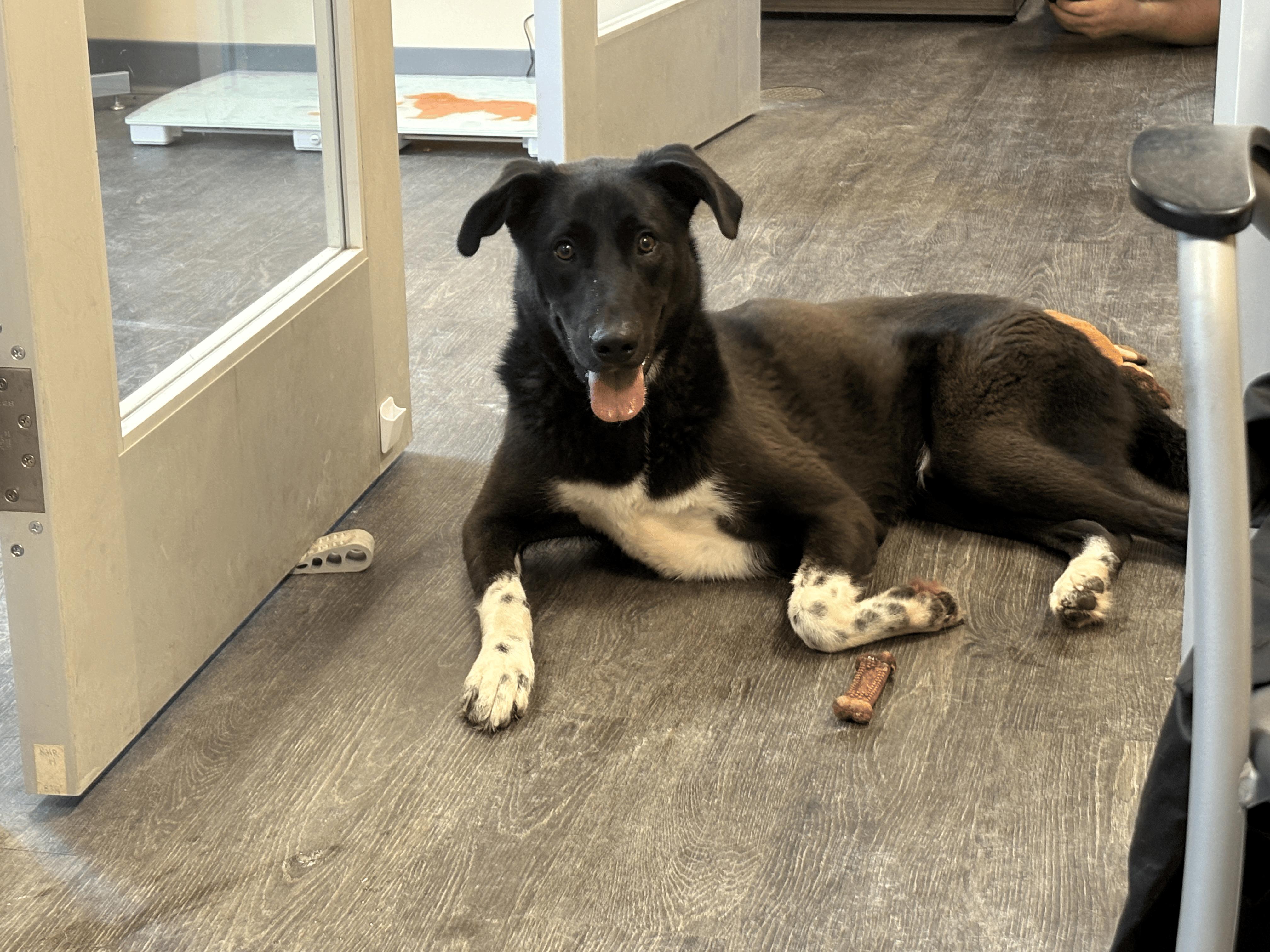 Enlarge Orion, a ADOPTABLE mixed breed in Webster, TX image 2/2